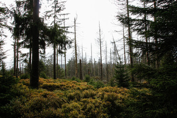 Dead trees in a forest