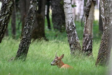 Corzo macho tumbado en la hierba