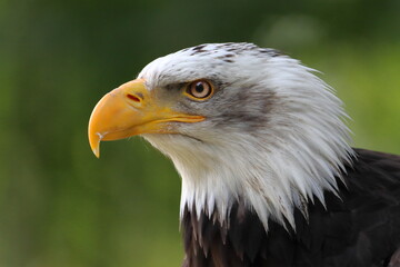Retrato de un aguila calva