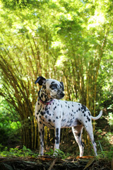 Dog portrait Dalmatian breed in the nature