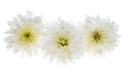 Obraz premium white chrysanthemum isolated