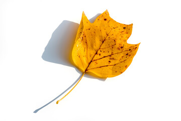 yellow autumn dry leaf of tulip tree on white background. Top view