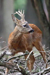 Retrato de un corzo grande