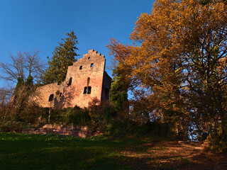 Fototapeta premium Beautiful view of old ruined castle Burg Zavelstein located in Bad Teinach-Zavelstein, Black Forest, Germany with stone wall, foliage, colorful trees and blue sky in fall season.
