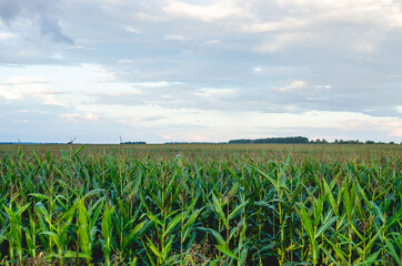 Corn field under blue sky with some clouds