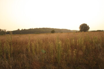 Fototapeta premium morning in the field