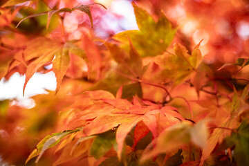 Herbst
