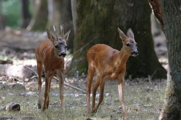 Pareja de corzos apareandose
