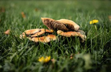 Pilze