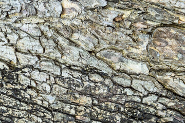 Obraz premium wooden texture abstract nature background of monkey pod tree by closeup rough surface of oak wood with cracked and rugged