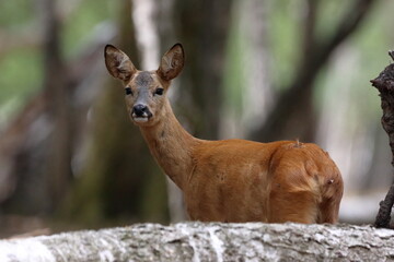 Corzo. Hembra adulta