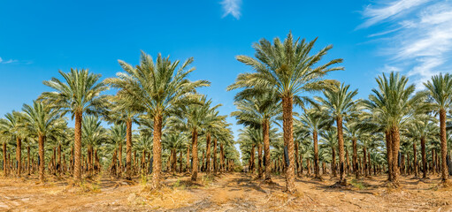Panorama. Plantation of date palms for healthy food production. This is rapidly developing agriculture industry in desert areas of the Middle East