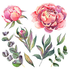 Set of watercolor peony flowers.