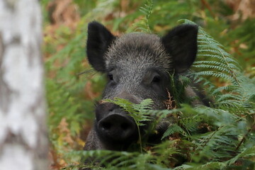 Jabali en un bosque