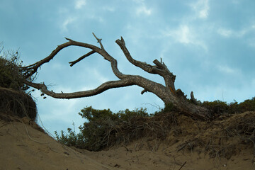 Landscape with a dead dry tree on yellow sand dunes and dark blue sky background. 