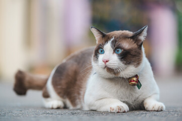 siamese cat on the street