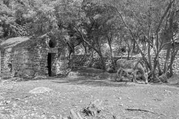 Croatia - The donkey in the little garden of St.Mary benedictine monastery on the Mljet island.