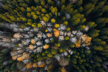 
Aerial view over deforestation. Tree felling in the middle of forest. Autumn colors at sunrise....