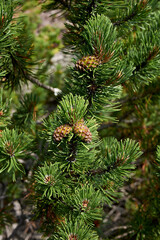 Pinus mugo 
