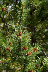 Pinus mugo 