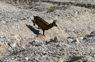 Chamois (Rupicapra rupicapra) in the Karwendel Mountains in Austria
