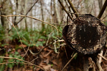 close up of a tree stump