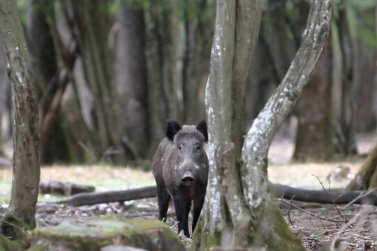 Retrato de un jabali en el bosque