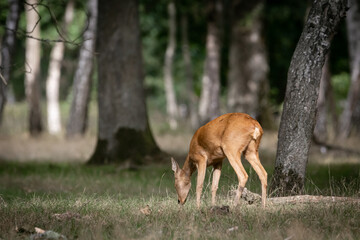 Corzo comiendo hierba en un bosque