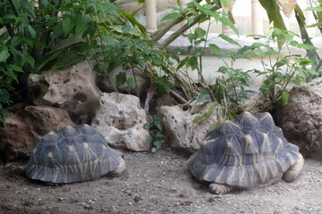 Obraz premium The animals of the biopark of rome,italy (zoological garden)