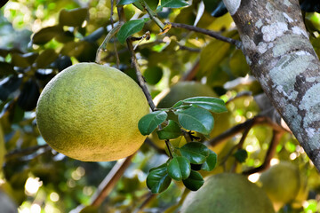 Pomelo fruit which is tropical fruit hanging on a branch of its tree, among bright sunlight, on green leaves bokeh background.