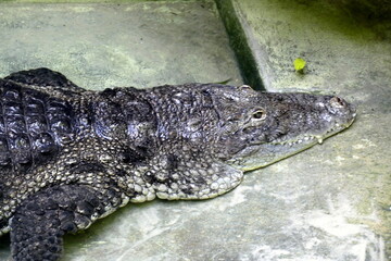 The animals of the biopark of rome,italy (zoological garden)
