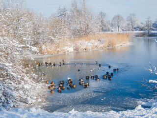   Winter in Hannover Bemerode