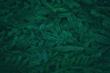 Green dark toned image of coniferous tree branches - ideal for trendy natural background decoration...