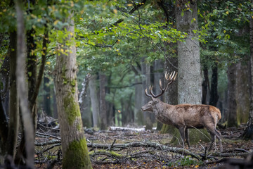 Ciervo en el bosque