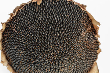 Sunflower head with seeds on a white background