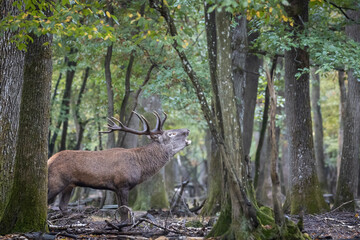 Ciervo berreando en el bosque