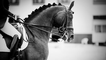 Equestrian sport. Dressage of horses in the arena.