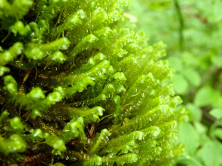 Green moss close up beautiful texture with good outdoor light