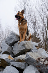 Alpha female German Shepherd dog dominant position on stones