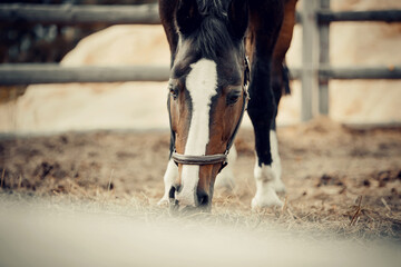 Sporty young horse brown color in a halter in the levada.
