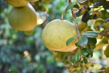 Pomelo fruit which is tropical fruit hanging on a branch of its tree, among bright sunlight, on green leaves bokeh background.