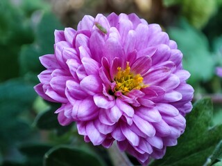 Obraz premium dahlia flower