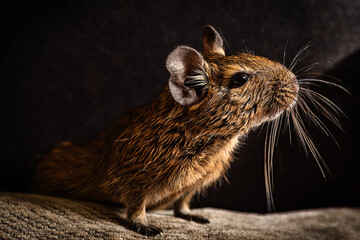 Little cute gray mouse Degu close-up. Exotic animal for domestic life. The common degu is a small hystricomorpha rodent endemic from Chile.
