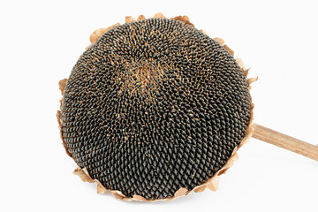 Sunflower head with seeds on a white background