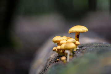 Setas amarillas saliendo de un tronco