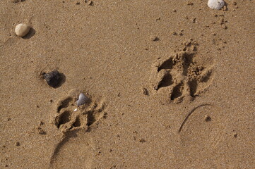 Two paw prints left by a dog on the golden sand of a beach