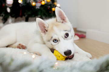 Playful husky puppy dog biting a toy under christmas tree lights.
