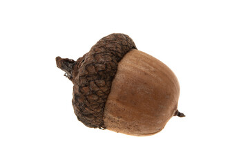 dry acorn isolated