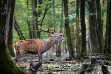 Ciervo berreando en el bosque
