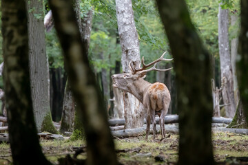 Ciervo berreando en el bosque